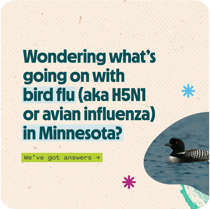 Bird flu illustration